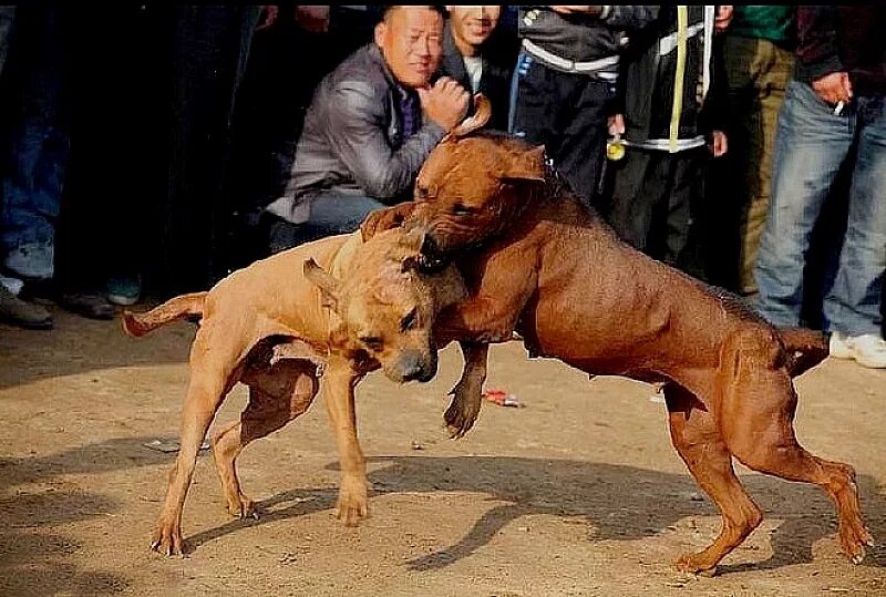 Собачьи бои бультерьер. Американский питбультерьер после боя. Питбуль vs доберман. Стаффордширский терьер и ротвейлер. Бойцовские собаки питбуль и стаффорд.