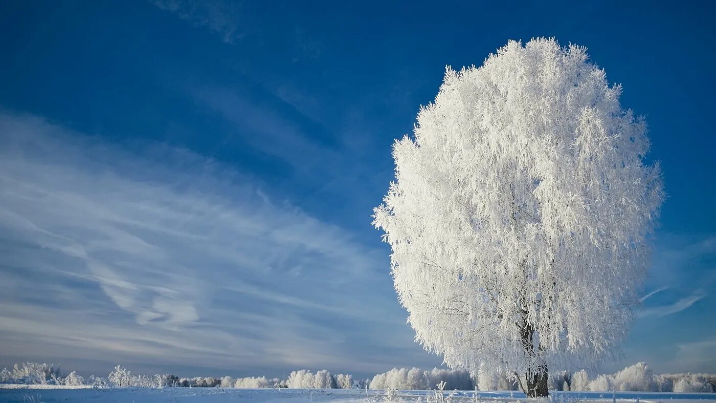 Зачем белые деревья. Береза в инее. Белая береза. Зимняя береза. Береза зимой.
