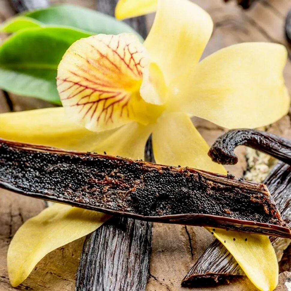 Vanilla plants