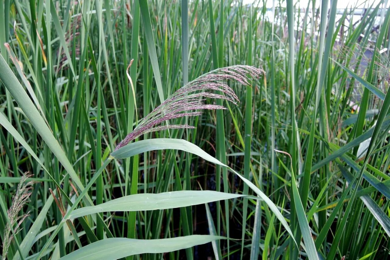 Тростник южный. Тростник phragmites Australis. Тростник Южный phragmites Australis. Тростник Южный (phragmítes Austrális). Тростник обыкновенный (phragmites communis.