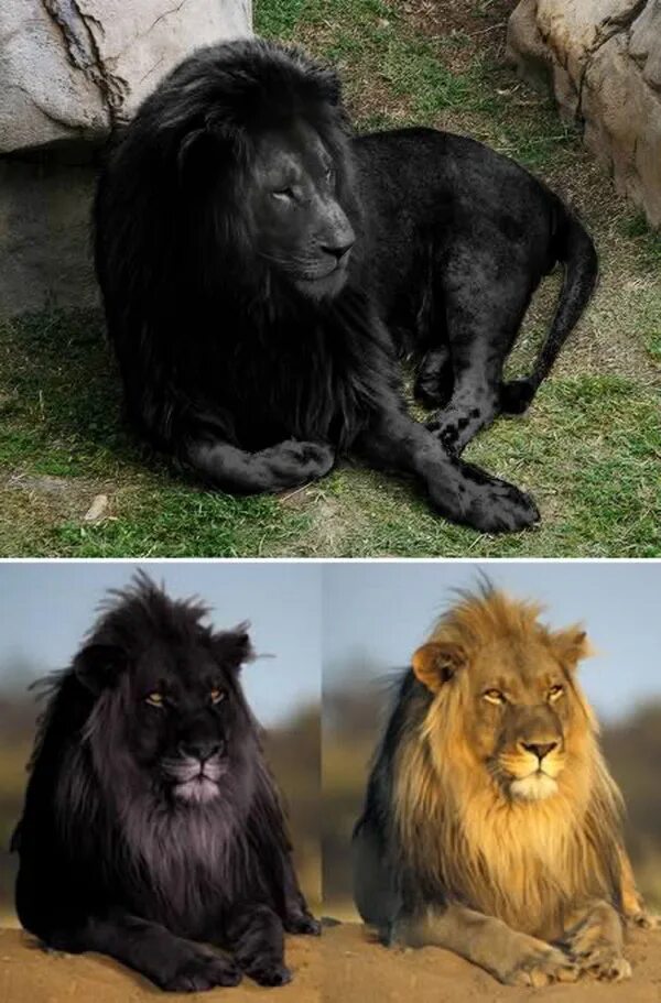 См черный лев. Лев меланист. Черный Капский Лев. Меланизм Лев. Бывают черные львы.