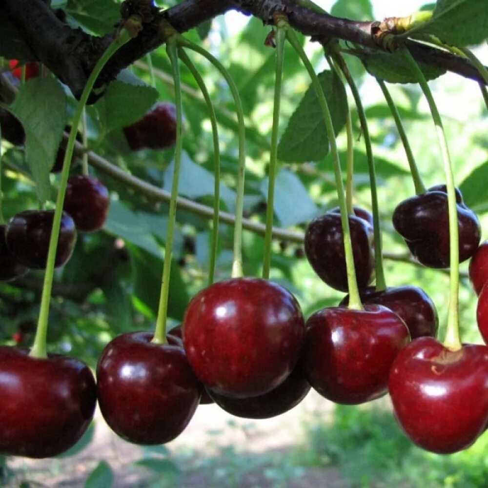 Вишня дюк малышка. Вишня обыкновенная молодежная. Вишня сорт загорьевская. Вишня обыкновенная молодежная. Вишня владимирская молодежная.