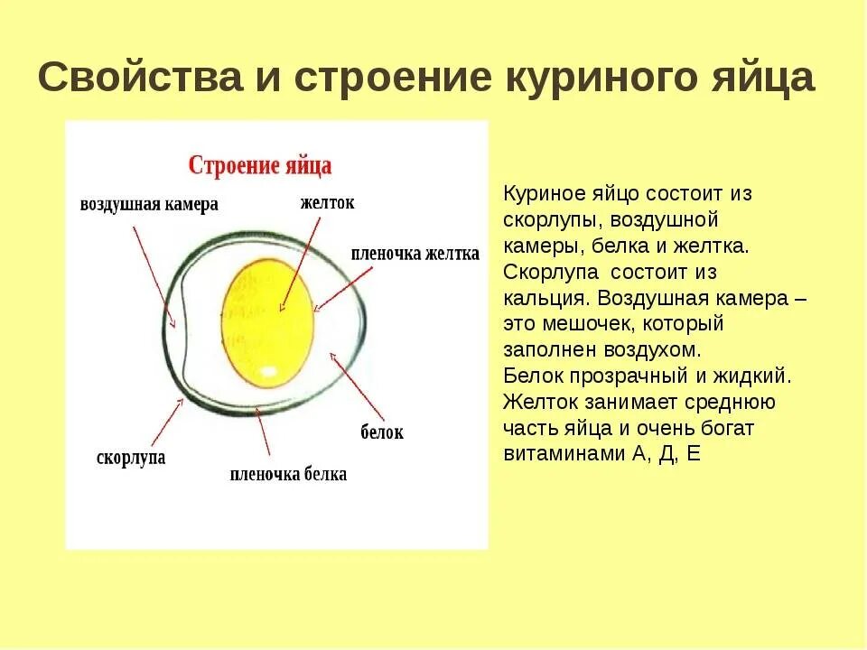 Желток белок строение яйца. Строение яйцеклетки куриного яйца. Строение яйца курицы и функции. Строение скорлупы яйца птицы.