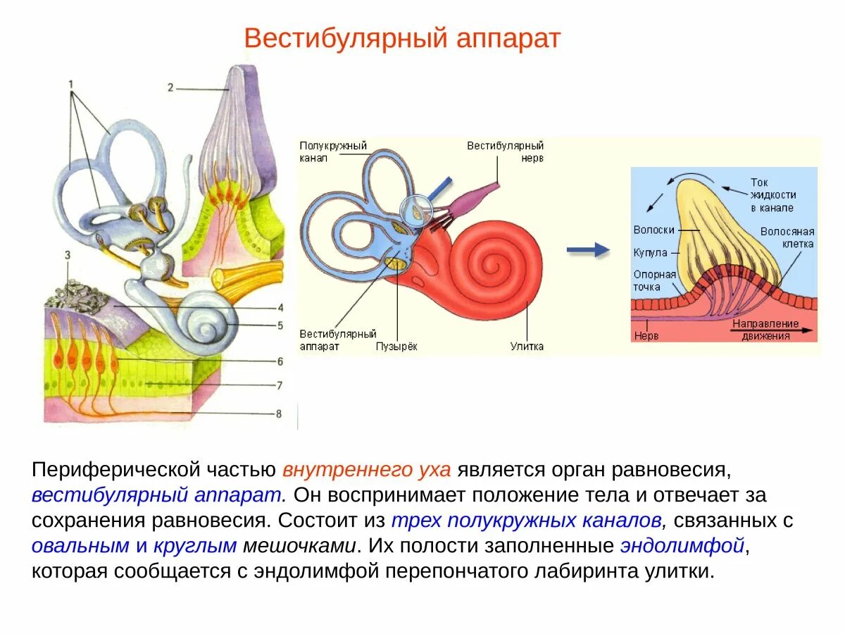 5 вестибулярный аппарат. Внутреннее ухо вестибулярный аппарат. Рецепторный аппарат полукружных каналов. Строение уха и вестибулярного аппарата. Улитка вестибулярный аппарат.