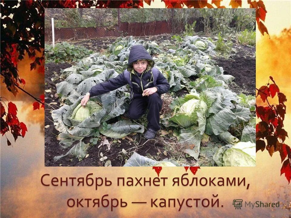 Октябрь капуста