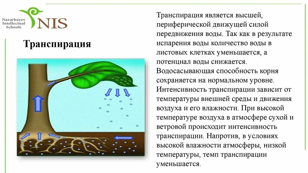 Транспирацию испарение воды. Транспирация у растений. Схема транспирации растений. Транспирация устьица. Транспирация это в биологии.