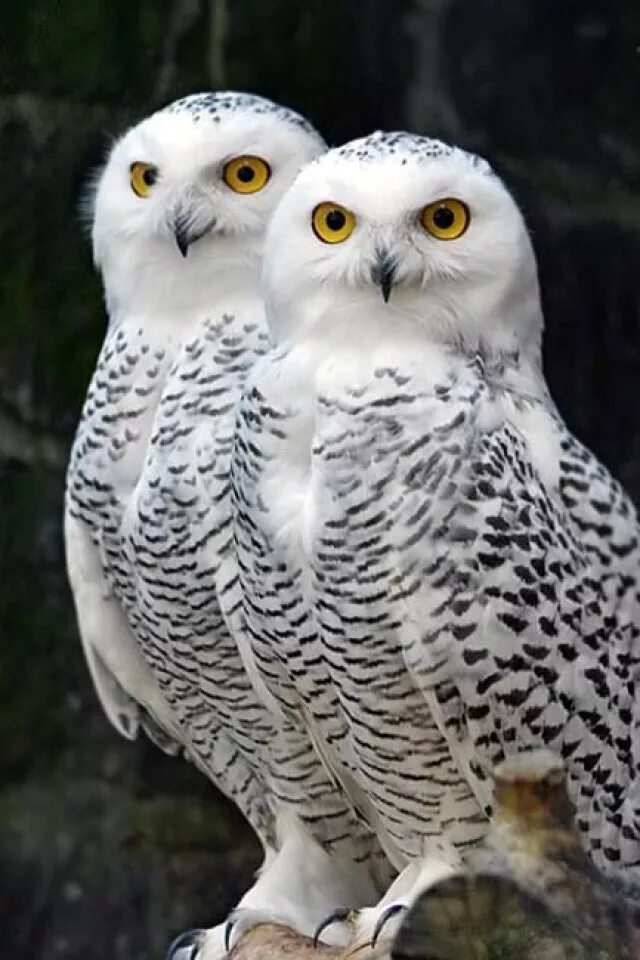 Полярная сова букля. Полярная сова фото. Белая сова с совятами. Совообразные филин полярные. Животные тундры полярная сова.