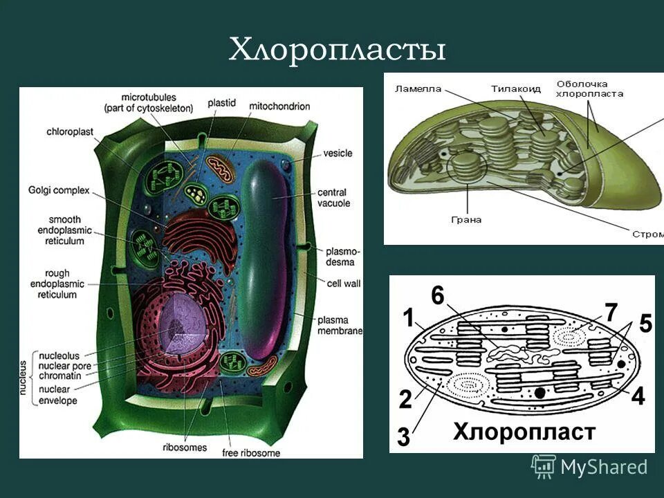 Форма хлоропласта