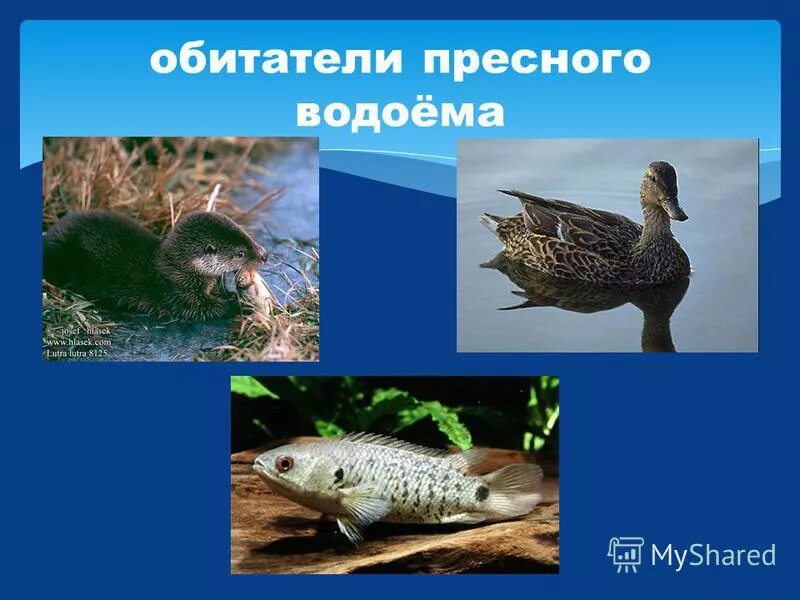 Пример организма не менее трех животные wAAAAAAAAAAAAAAAAAAAAAAAAAAAAAAAAAAAAAAAAAAAAAAAAAAAAAAAAAAAAAAAA== презентация