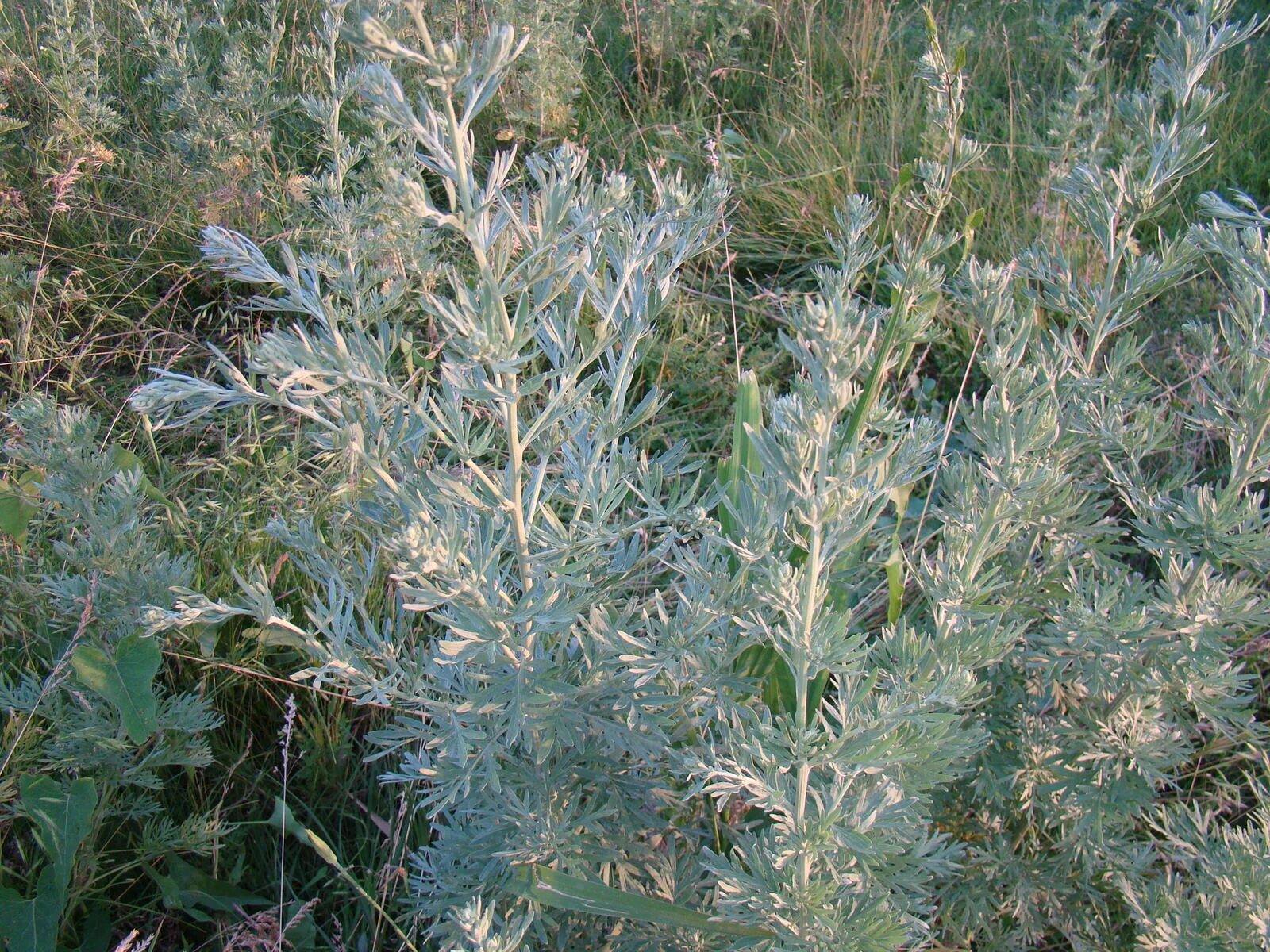 Artemisia herba-alba. трава полыни горькой. полынь шренка. полынь сизая. полынь в полный рост.