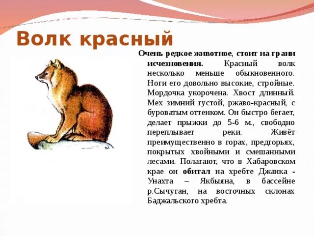 Сообщение о любом животном международной красной книги. Доклад о животном из красной книги 3 класс. животные красной книги татарстана. животные из красной книги татарс. животные из красной книги татарстана описание.