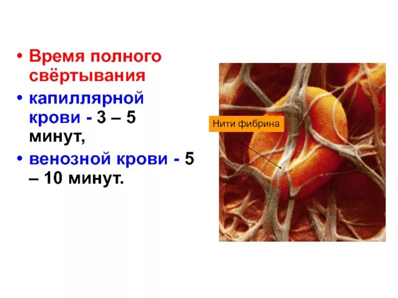 Что происходит с кровью в капиллярах