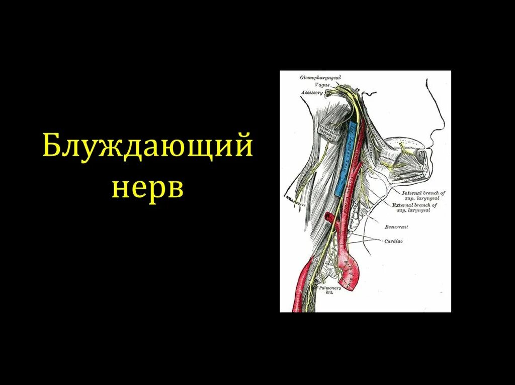 Паренхиматозный неврит блуждающего нерва. Блуждающий нерв анатомия. Блуждающий , вагусный нерв. Вагусная иннервация.