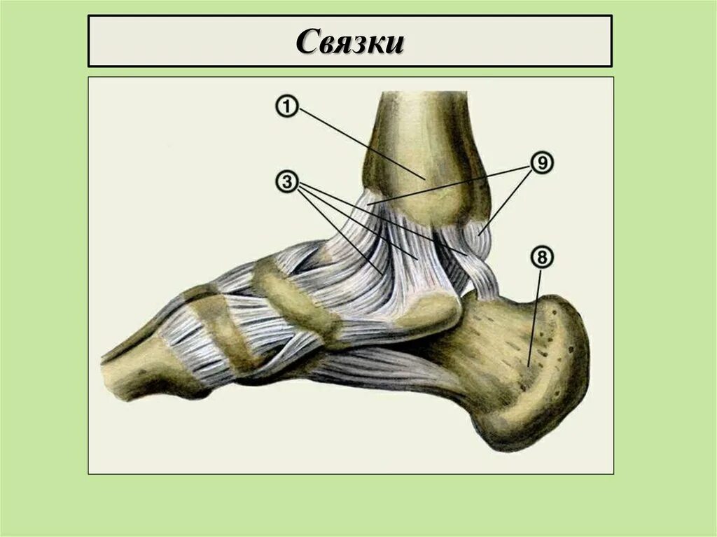 Анатомия связок голеностопного сустава человека. Связочный аппарат голеностопного сустава анатомия. Голеностоп сустав строение анатомия. Таранная кость голеностопного сустава. Мышцы щиколотки