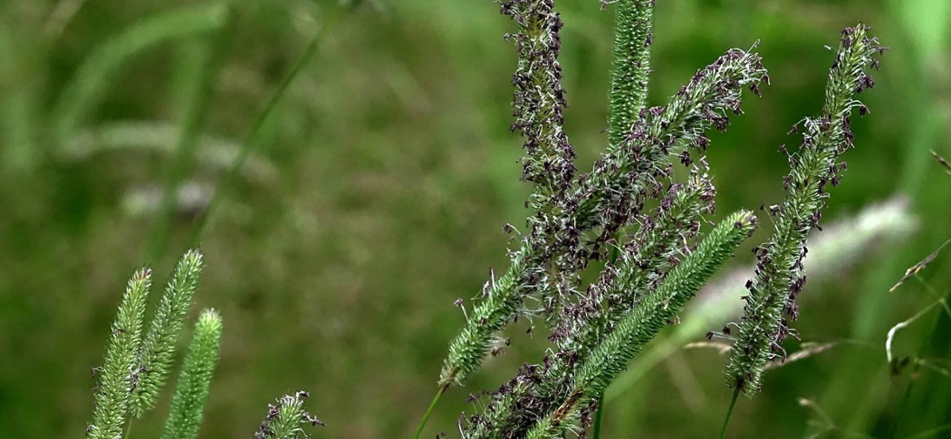 Растение тимофеевка луговая. Тимофеевка Луговая (Phleum pratense). Лисохвост Луговой. Тимофеевка (палочник, аржанец, овсянка). Тимофеевка сорняк.