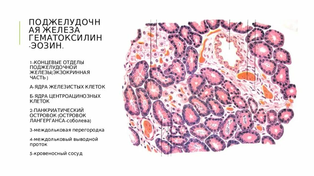 Поджелудочная препарат гистология. Поджелудочная железа гистология препарат. гистологическое строение поджелудочной железы. поджелудочная железа лошади гистология. строение поджелудочной железы гистология.