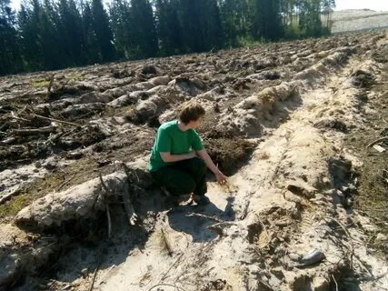 Северное лесничество