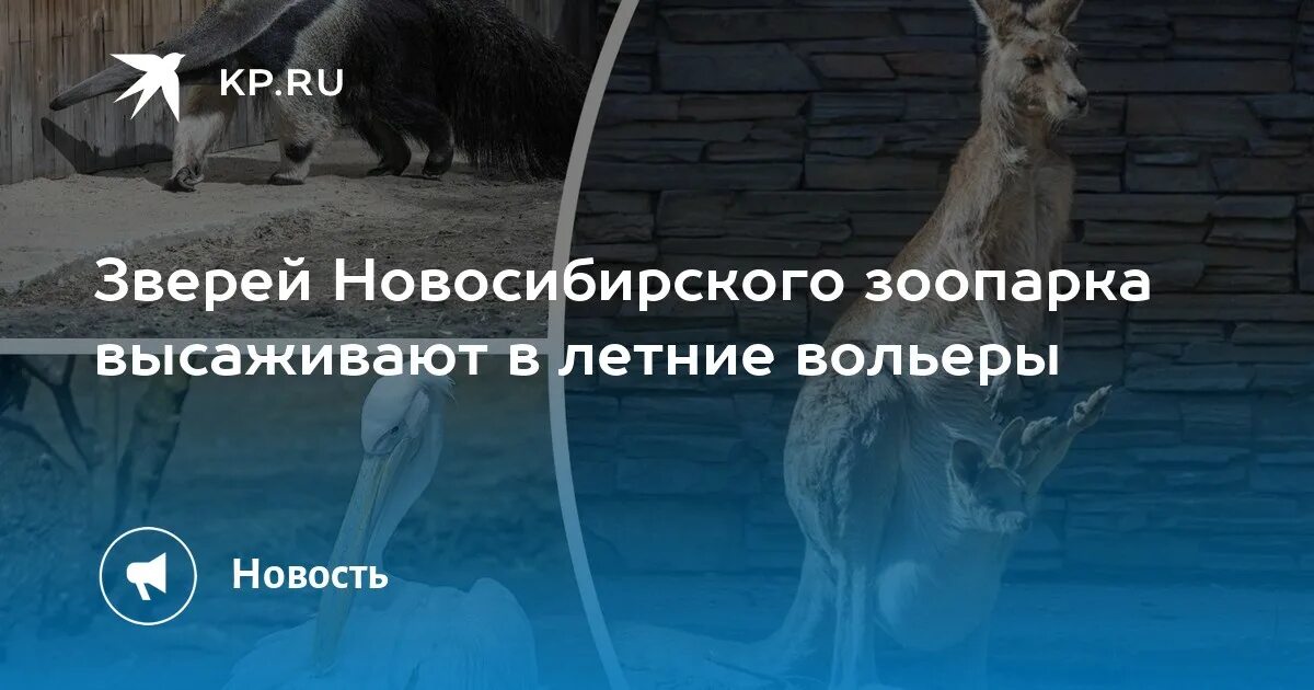 Новосибирский зоопарк вольеры. Зоопарк новосибирск звери. график животных в новосибирском зоопарке. животные из новосибирского зоопарка. вольер для белых медведей новосибирского зоопарке.
