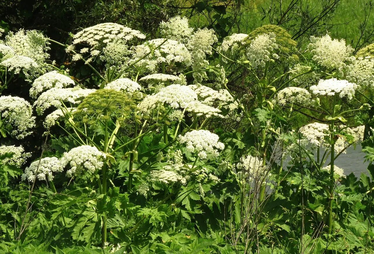 Борщевик обыкновенный ядовитое. Борщевик ядовитое растение. Цветок борщевик. Средство для борьбы с сорняками. Борщевик сосновского.