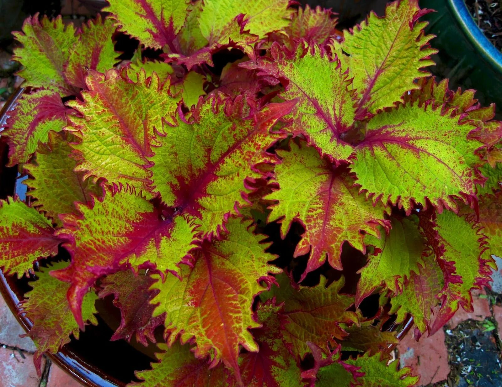 Колеус сорта. Колеус henna. колеус sunfighter henna. колеус indian summer. колеус ренельта coleus rehneltianus.