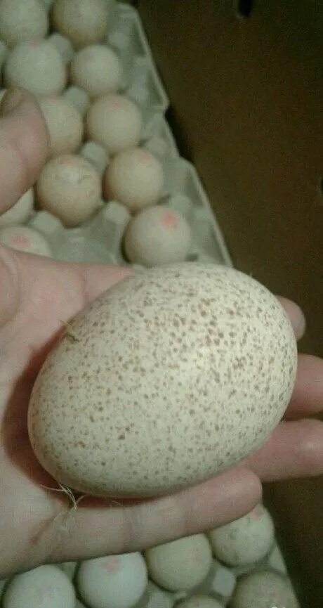 Авито яйцо бройлера. Инкубационное яйцо бройлеров Чехословакия 1935. Инкубационное яйцо бройлера. Инкубаторные броллерские яйца. Инкубационное яйцо микс пород.