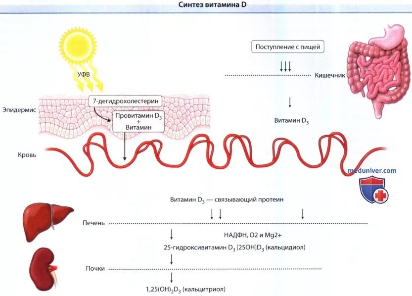Где происходит синтез витаминов. Синтез витамина д происходит в эпидермисе. Где происходит Синтез витамина д. Синтез витамина д происходит в коже?. Синтез витаминов в организме.