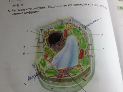 Рассмотрите рисунок напишите названия органоидов