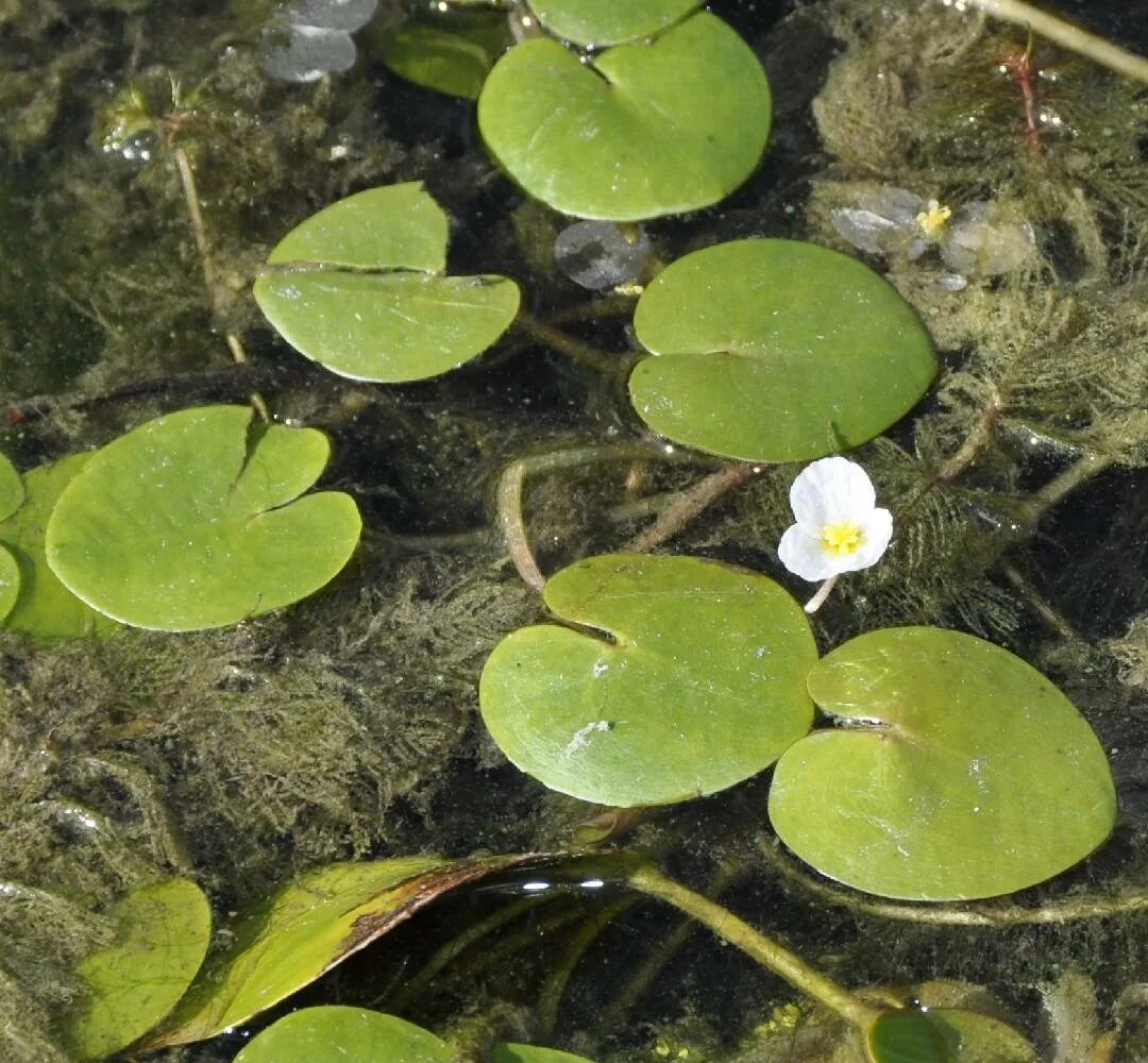 Водокрас обыкновенный. Водокрас Лягушачий. Водокрас Лягушачий (Hydrocharis morsus-Ranae). Турионы водокраса.