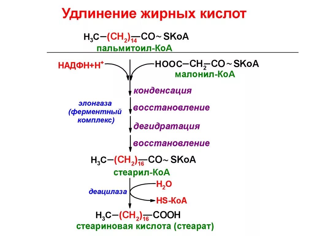 Синтез пальмитиновой. Элонгация пальмитиновой кислоты. Малонил Синтез жирных кислот. Удлинение жирных кислот из пальмитиновой кислоты. Удлинение жирных кислот (элонгация).