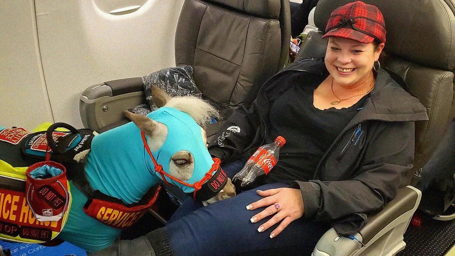 Пони самолет. Свинья в самолете. Женщина с пони в.самолете. Путешествие с питомцем на самолете.