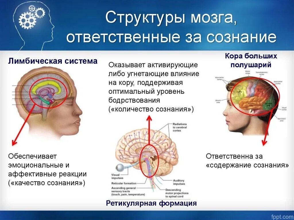 Как в мозге человека запечатляется информация 6