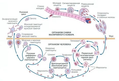 Секс порно видео өзбек тәжік