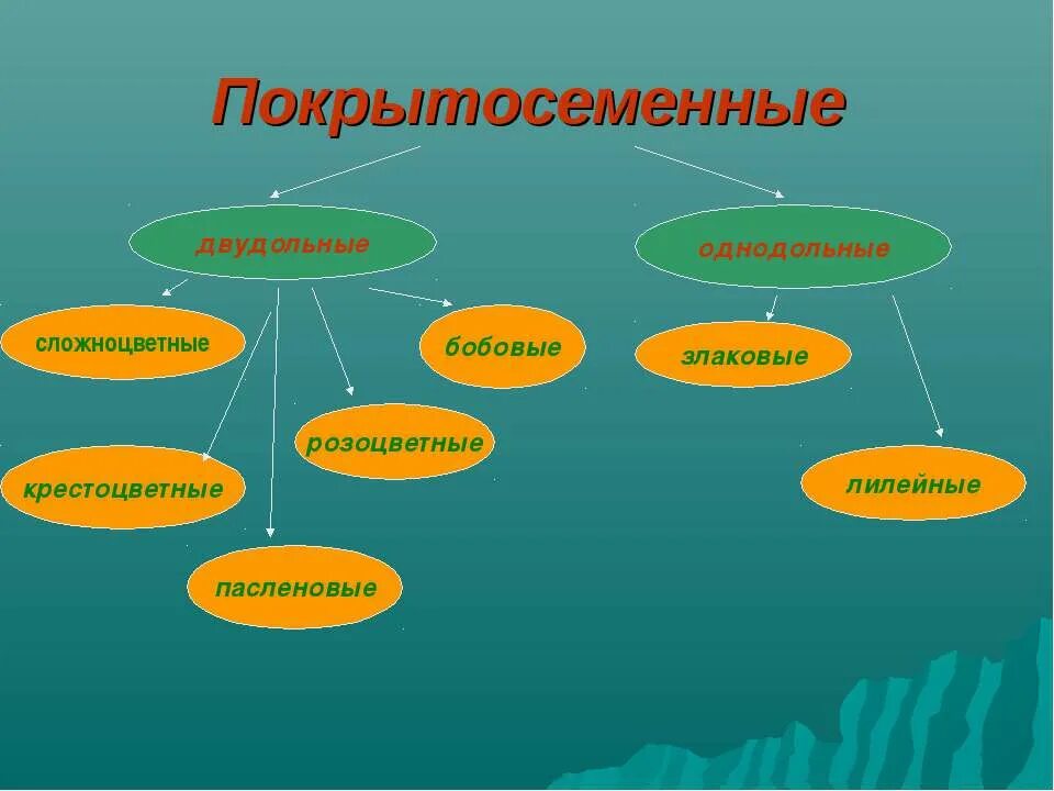 Роль покрытосеменных