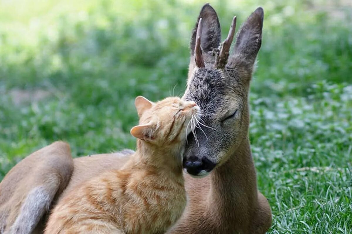 Дружба животных. Веселые животные. Дружба животных разных видов. Необычная Дружба животных.