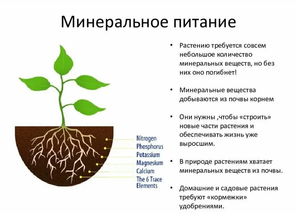 Растения обеспечивают жизнь другим потому что. Значение минерального питания для растения. Физиологическая роль элементов минерального питания растений. Минеральное почвенное питание растений. Минеральное и Корневое питание растений.