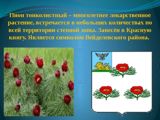 Пион тонколистный красная. Пион тонколистный царство. Пион тонколистный Вейделевка расположение. Пион тонколистный красная книга. Что символизирует пион