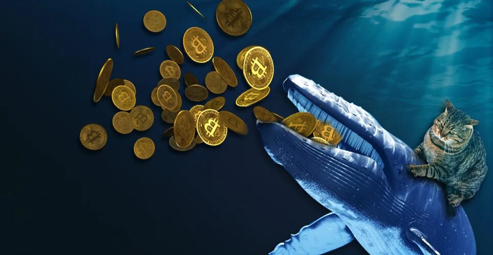 Top 10 bitcoin whales part. Bitcoin кит. крипто кит фото. btc whale. crypto whales move over $317,000,000.