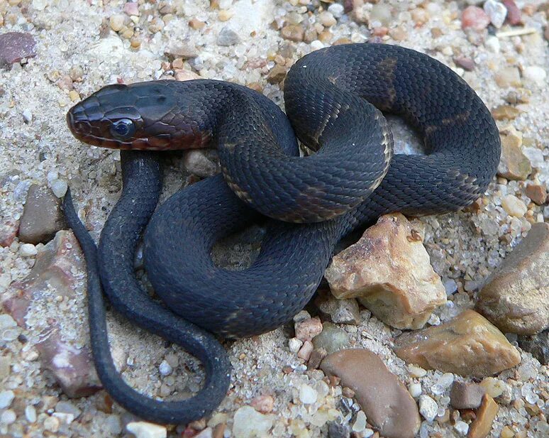 во сне ужалила змея