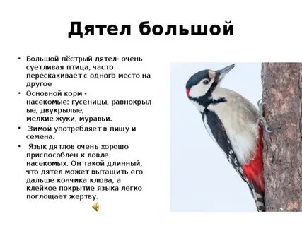 Дятел приспособленность к среде обитания