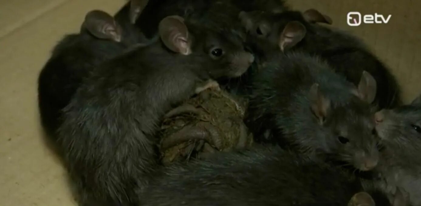 Крысиный король найден живым в 2021 году. Крысиный король живой в ставрополе 2021. Явление крысиный король. Заснял живого крысиного короля. Крысиный король эстония 2005.