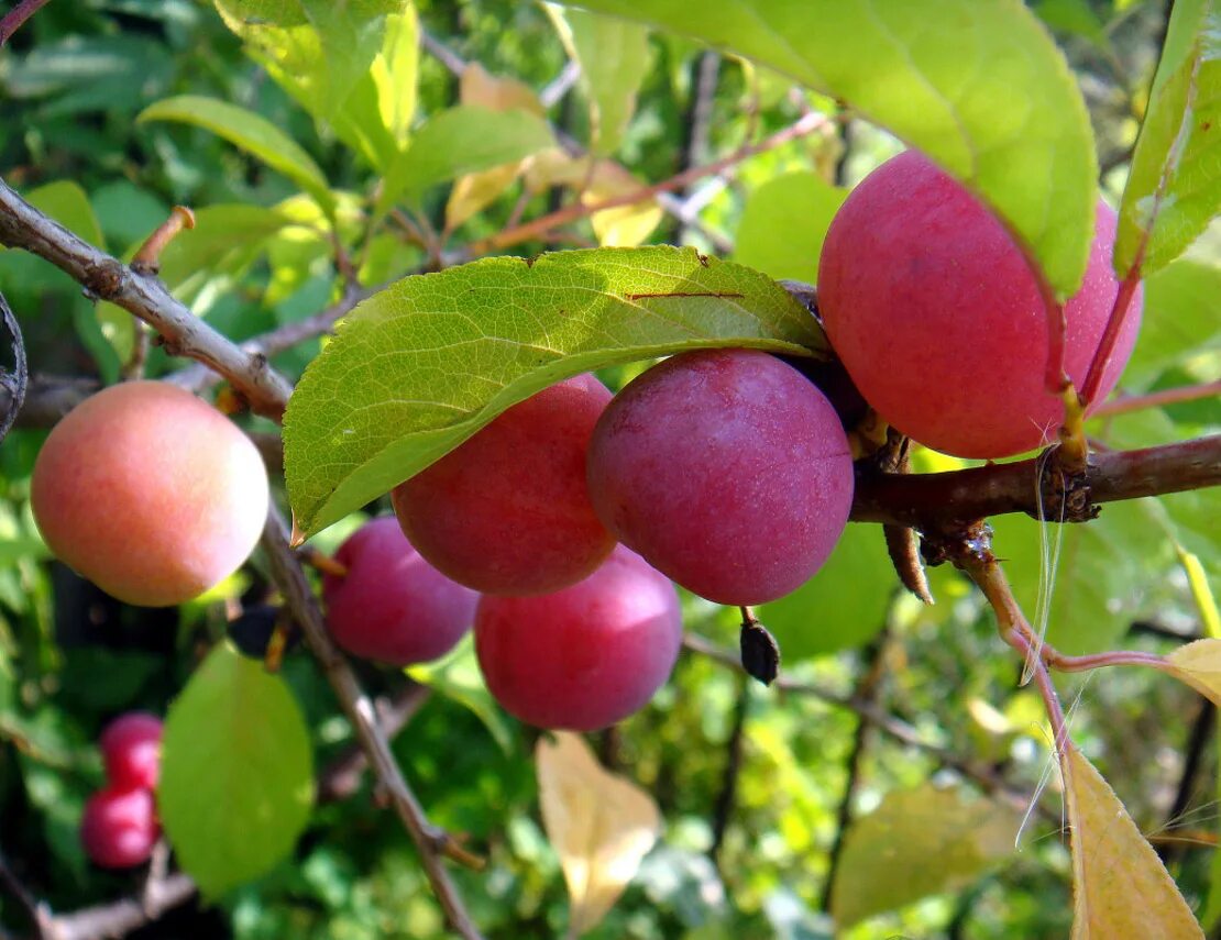 Слива уральская золотистая. Алыча (Prunus cerasifera). Слива Нектаринная ароматная. Алыча Нектаринная ароматная. Алыча Уральская.