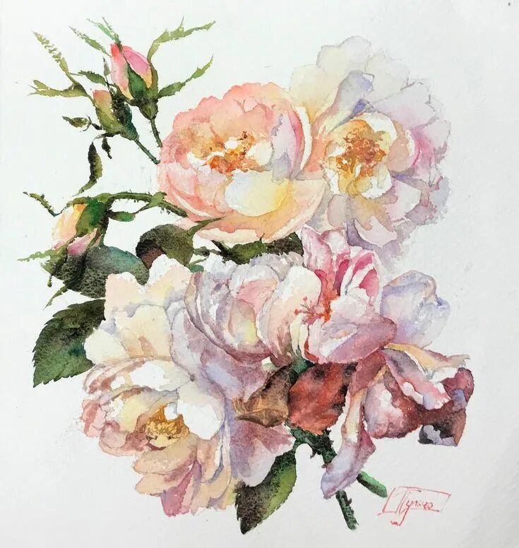 Акварельные розы. Janet Pulcho художник. Художница Жанны Пульчо. Многослойная акварель розы.