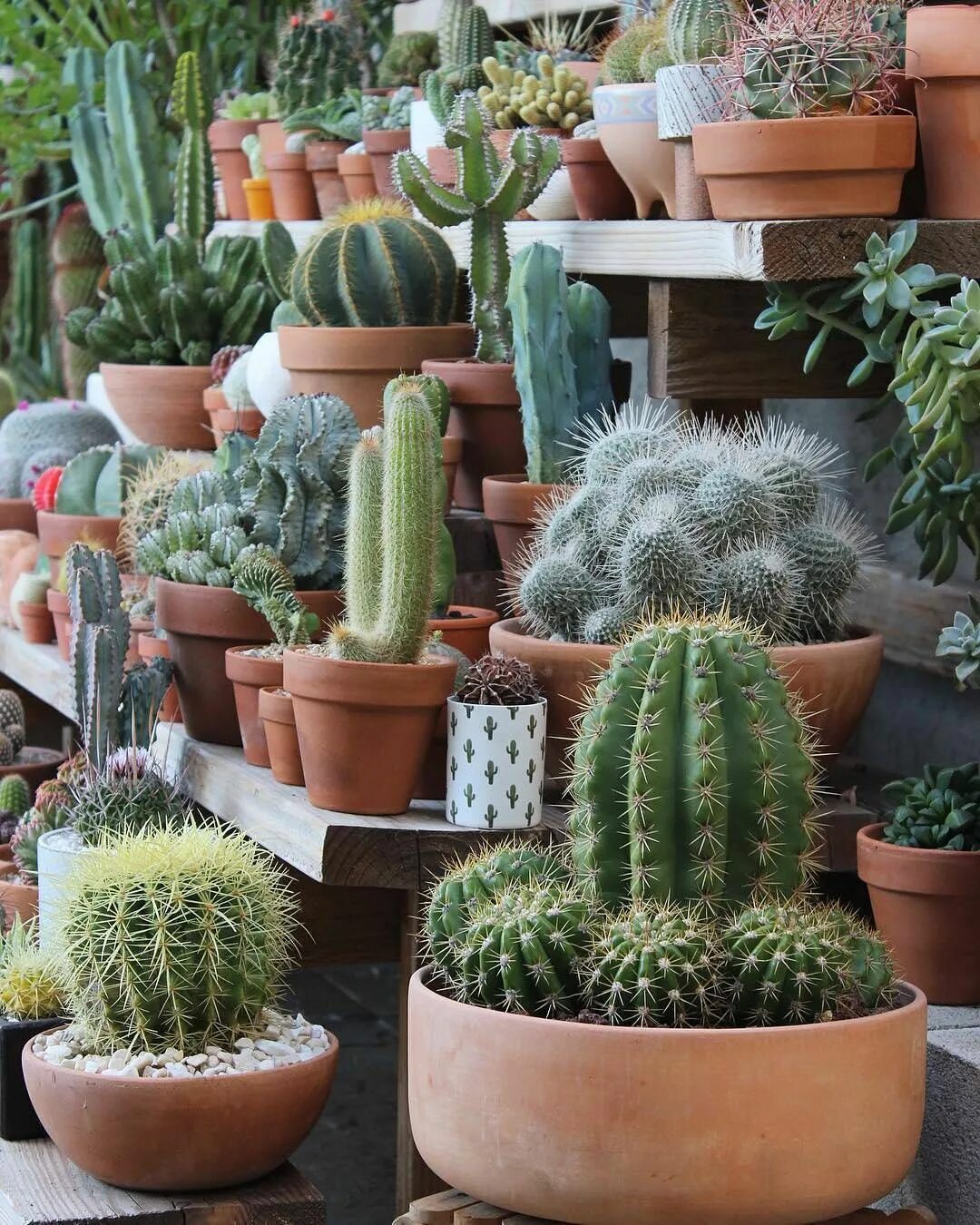 Флорариум с кактусами. Кактус гарден. Кактусовидные суккуленты. Кактус флорес суккуленты. Кактус гарден интернет магазин кактусов и суккулентов.
