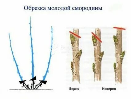 Обрезка смородины для начинающих в картинках