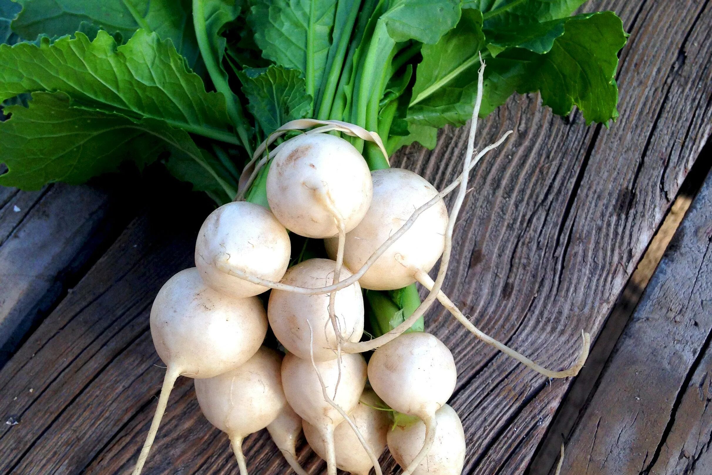 Когда сажать репу. Репа (Brassica Rapa). Белая редька турнепс. Репа гейша. Турнепс сорт репы.