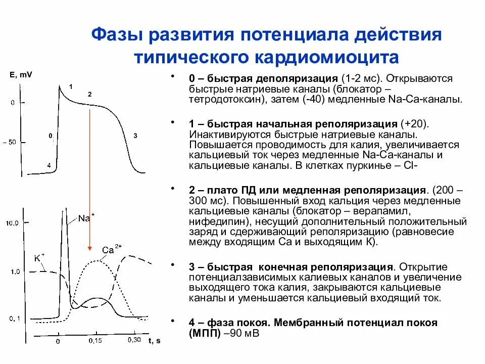 Фаза деполяризации потенциала действия. Фазы развития потенциала действия типического кардиомиоцита. Фазы потенциала действия и фазы возбудимости. Фазы Пд типичного кардиомиоцита и фазы возбудимости. Пд клетки