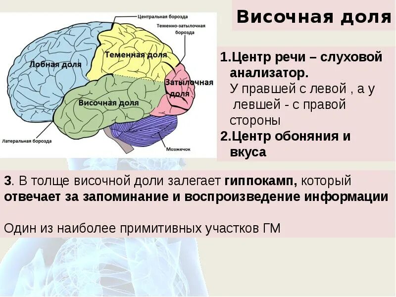 Какая зона в височной доле. Центры височной доли. Центры височной доли головного мозга. Корковые центры височной доли.