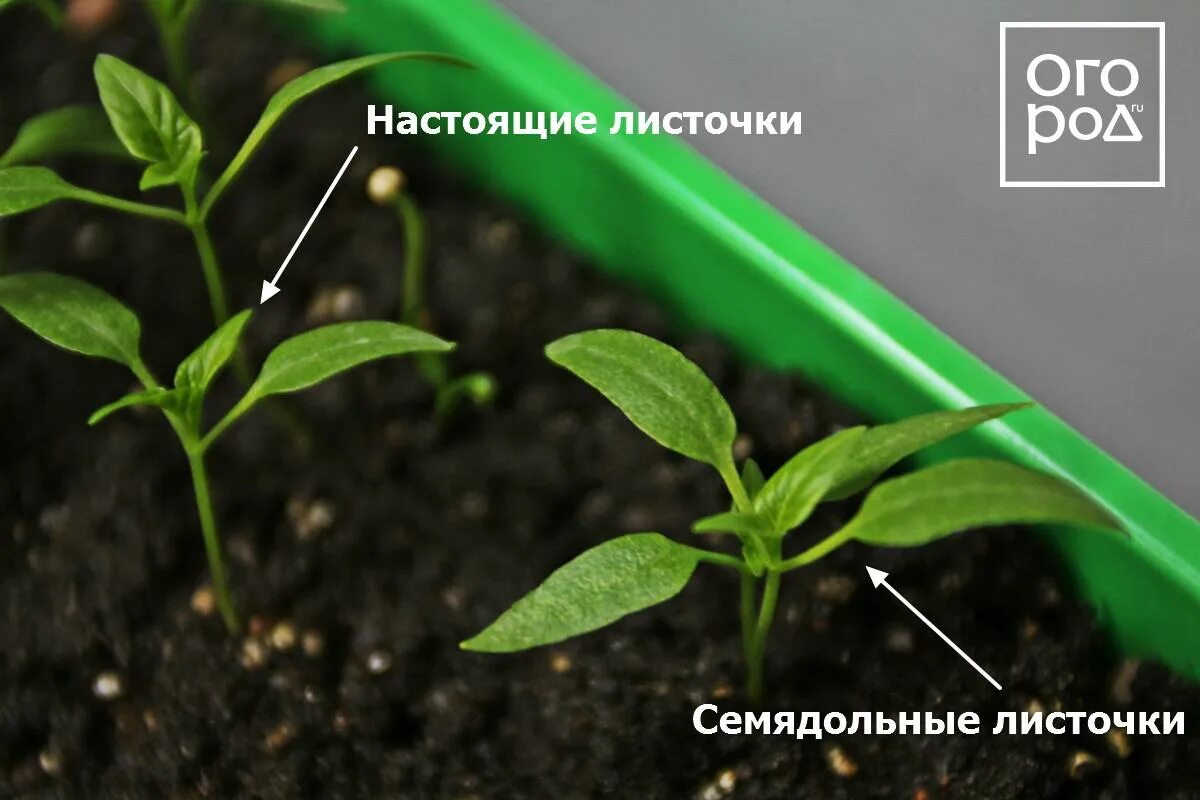 Можно ли углублять перцы. Семядольные листочки у перца. Что такое семядольные листочки у рассады. Что такое семядольные листочки у помидор. Фаза семядолей перца.