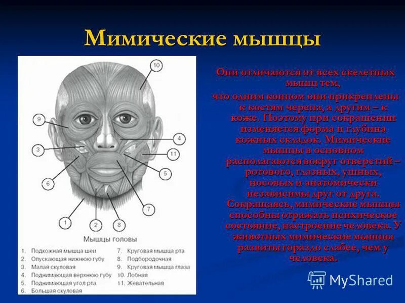 мимические мышцы лица и мышцы шеи анатомия. чем отличаются мимические мышцы от скелетных. чем отличаются мимические мышцы от скелетных. чем отличаются мимические мышцы от скелетных. мимические мышцы головы.