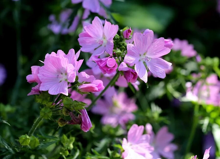 Лаванда узколистная розеа. Мыльнянка махровая белая. Мальва alcea double salmon. Saponaria officinalis ’rosea plena’. Alcea biennis.